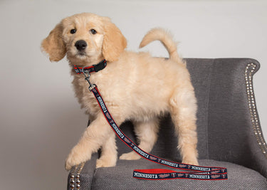 MLB PET Leash, Large, Minnesota Twins Dog Leash, Baseball Team Leash for Dogs & Cats. A Shiny & Colorful Dog & Cat Leash with Emboridered Team Name/Logo Licensed by the MLB